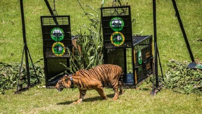 Tomy Winata: Manusia Yang Merusak Wilayah Harimau, Kenapa Harimau Yang Dibantai?
