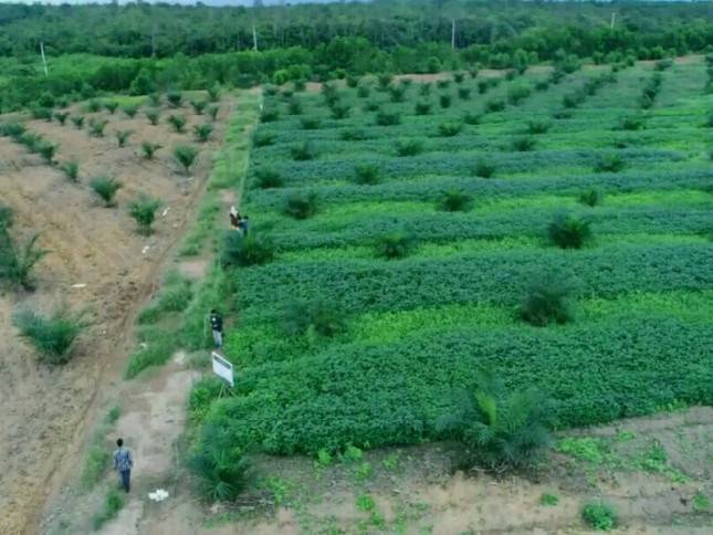2020,Kabupaten Pali Swasembada Benih Kedelai 2020