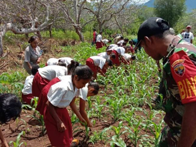 Kementan Giat Pengendalian Ulat Grayak Frugiperda