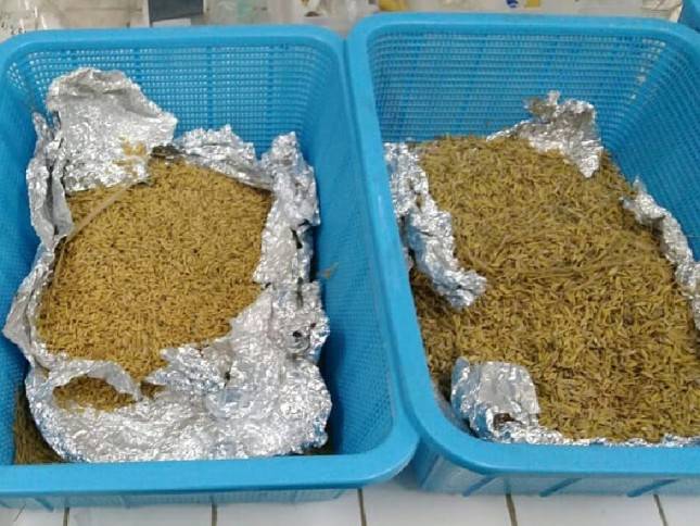 Kementan Pantau Kadar Residu Pestisida Pada Beras