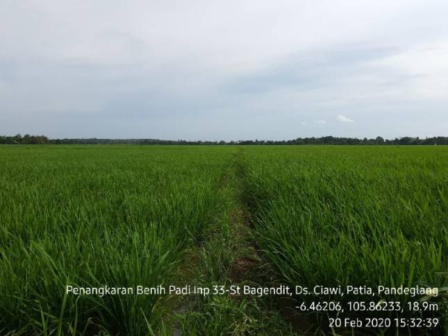 Pandeglang Mulai Jajaki Penyedia Benih Padi Mandiri