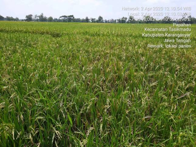 Bumi Intan Pari Karanganyar Surplus Beras 47 Ribu Ton