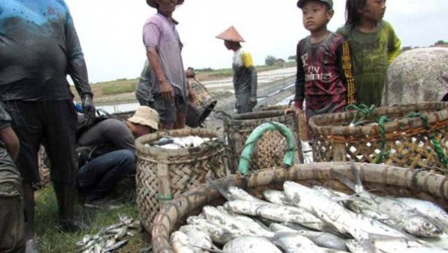 MAI: Industrialisasi Bandeng Butuh Kejelasan Regulasi