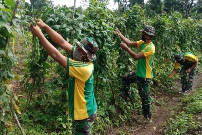 Ditengah Wabah Corona, Yonif 411 Kostrad Wujudkan Ketahanan Pangan dengan Berkebun  