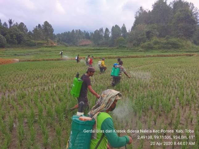 Petani di Sumut Basmi Hama Kresek dan Blas 