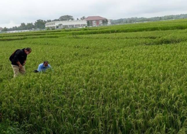 Stok Pangan Kulonprogo Aman Sampai Akhir Tahun 2020
