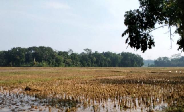 Sempat Kebanjiran, Pertanaman Padi di Lebak Masih Tetap Bisa Panen