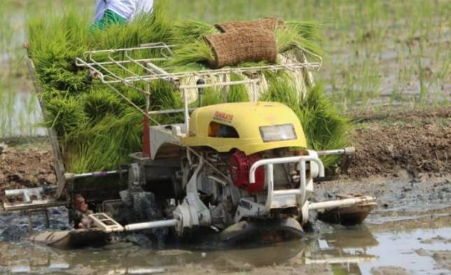 Hore...Bupati Simeulue Semarakkan Tanam Serentak 