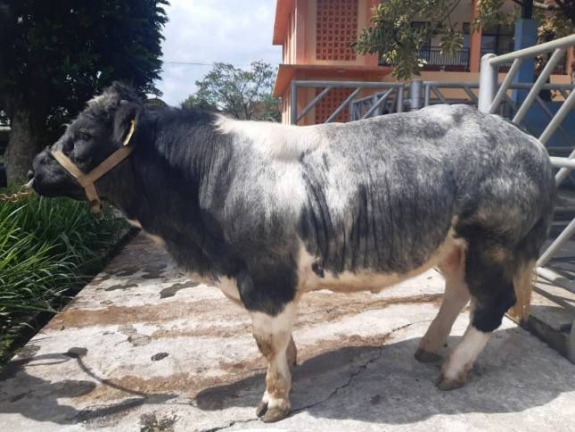 Keren, Sapi Belgian Blue Bakalan Digenjot Pupulasinya