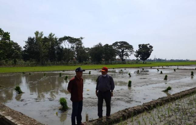 Atasi Stunting, Musim Gadu Pemalang Tanam Padi Inpari IR Nutri Zinc