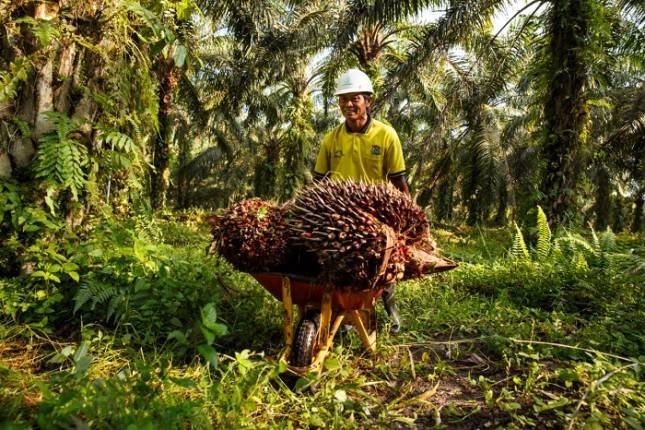 Petani Sawit Independen RSPO Berbicara Tentang Dampak Covid-19