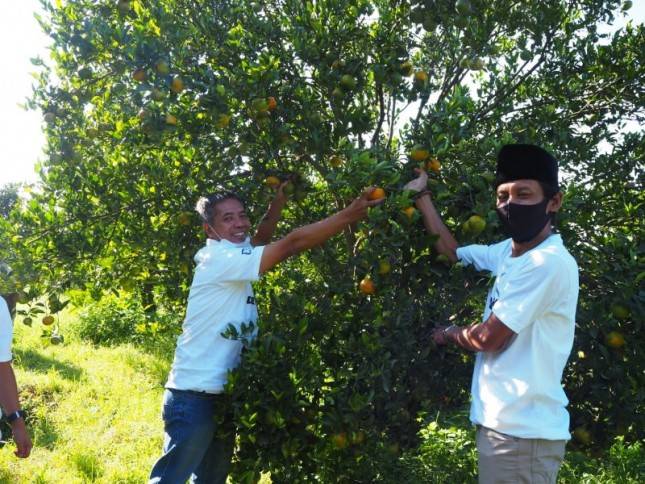 Berkat 'Tangan' BRI Petani Rasakan Lebatnya Panen Jeruk