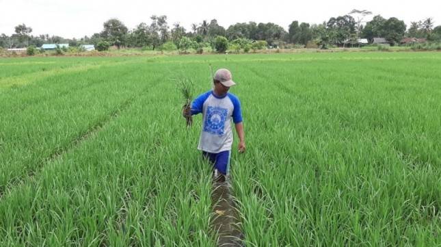 Tahan Kekeringan, Benih Inpara 2 Jadi Primadona Produksi Padi di Lahan Rawa