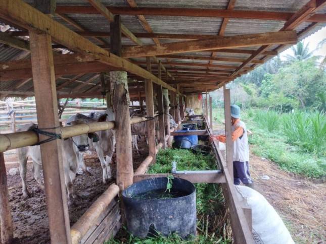 Populasi Sapi Indukan Bantuan Kementan Meningkat di Mayoritas Provinsi