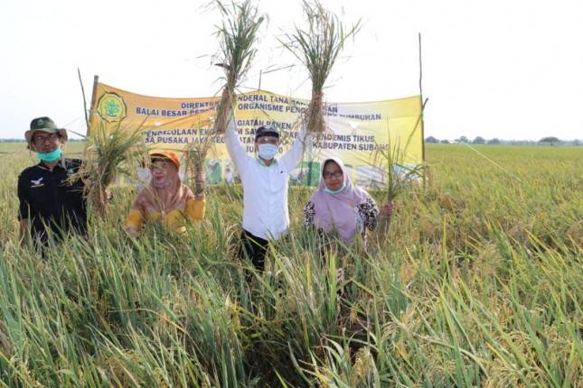 Kementan Fokus Kawal Gerdal Wilayah Endemis Tikus Di Subang