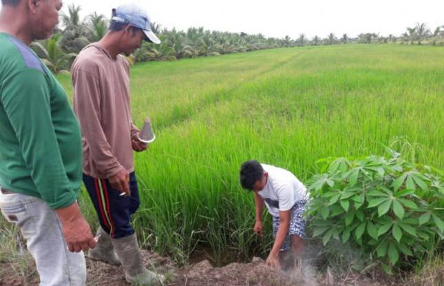 Hama Tikus Ganggu Lahan Sawah Petani Sragen, DPR Minta Kementan Segera Atasi