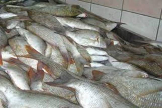 Ikan Kakap Putih Ambon Sebagai Pemenuhan Gizi Bagi Pasien COVID-19