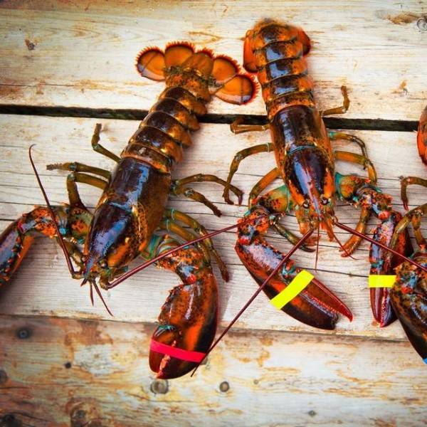 Pengelolaan Lobster Saat Ini Bisa Sejahterakan Rakyat, Fachri Hamzah: Dimasa Lalu Jangankan Ekspor, Budidaya Saja di Larang