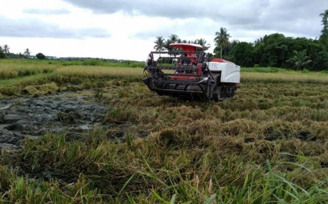 Kementan Sigap Tanggapi Laporan Serangan Hama Di Morotai Selatan Barat