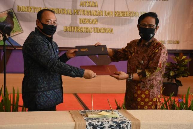 Kementan Dorong Universitas Udayana Tingkatkan Populasi Sapi Bali