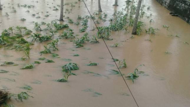 Kementan Gerak Cepat Antisipasi Wilayah Banjir di Saat Musim Kemarau