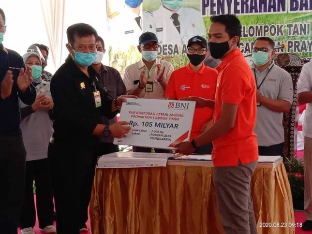 Korporasi Petani Jagung 7 Ribu Hektar Menggeliat di Lombok