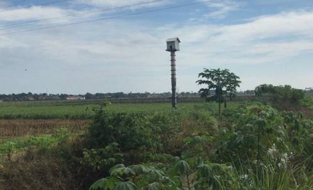 Burung Hantu Menjadi Strategi Kementan Kendalikan Hama Tikus di Jawa Tengah