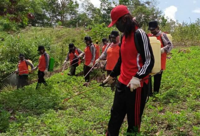 Kalbar Kendalikan Penyakit Bercak Daun Amankan Produksi Kacang Tanah