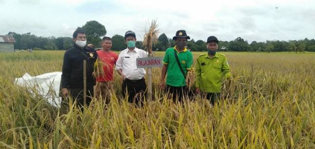 Kabupaten Landak Panen Padi Demplot VUB