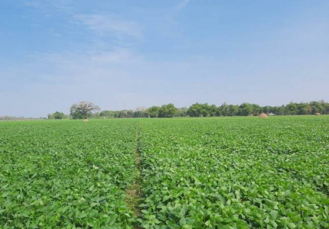Pengembangan Korporasi Kedelai di Grobogan Tingkatkan Kesejahteraan Petani