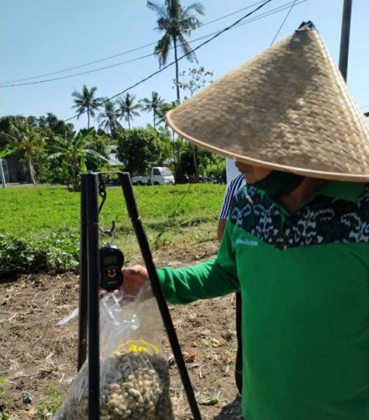 Kacang Tanah di Buleleng Menjadi Komoditas Menjanjikan