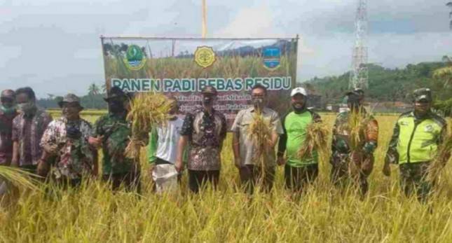 Pangandaran Panen Padi Bebas Residu, Harga Lebih Menguntungkan