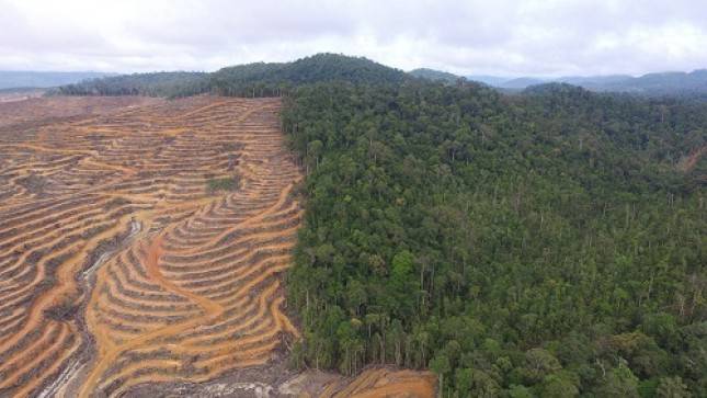 Miris! Sudah 75 Tahun Merdeka, Indonesia Belum Memiliki Payung Hukum yang Melindungi Masyarakat Adat