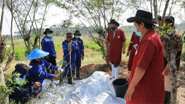 Standarisasi Kualitas Produk, Singosari Lakukan Sertifikasi Benih Indigofera