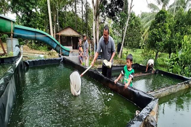 Raih Sukes Beternak Lele Bermitra dengan PTPN VII