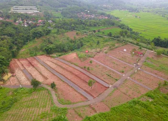 Cegah Resesi! Siasati Kondisi Pandemi dengan Investasi Perkebunan di Lahan Kavling, Hasilnya Mencengangkan