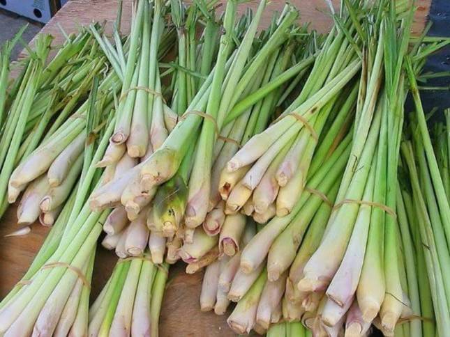 Tingkatkan Nilai Perekonomian Pekebun, Kementan Dorong Budidaya Serai Wangi di Brebes