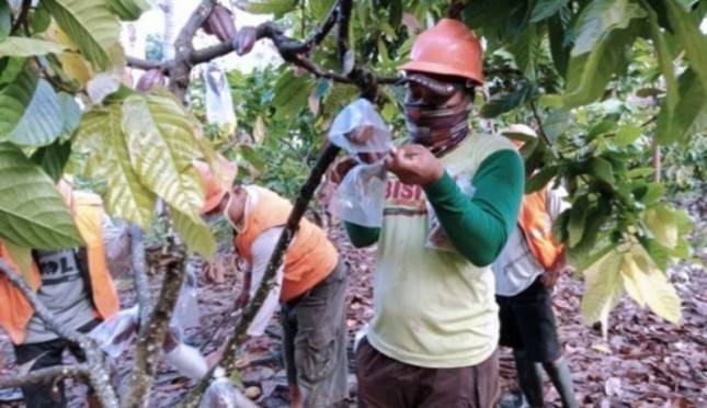 Tingkatkan Kualitas dan Lindungi dari Serangan Hama, Kakao Pun Mengenakan Masker