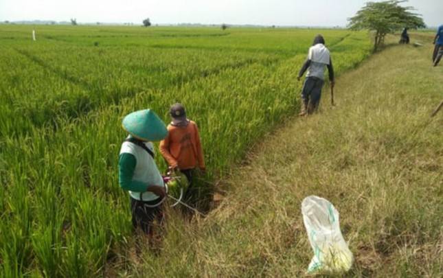 BPS, Sektor Pertanian Tumbuh Positif 2,15 Persen YoY di Kuartal ke III