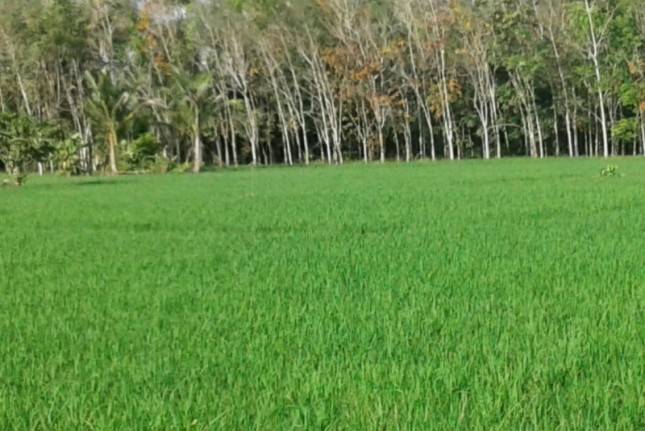 Padi Bebas Residu Jadi Harapan Baru Petani Pangandaran