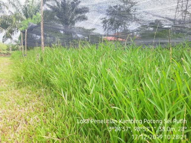Kementan Lepas Varietas Rumput Steno Agrinak untuk Pertama Kalinya