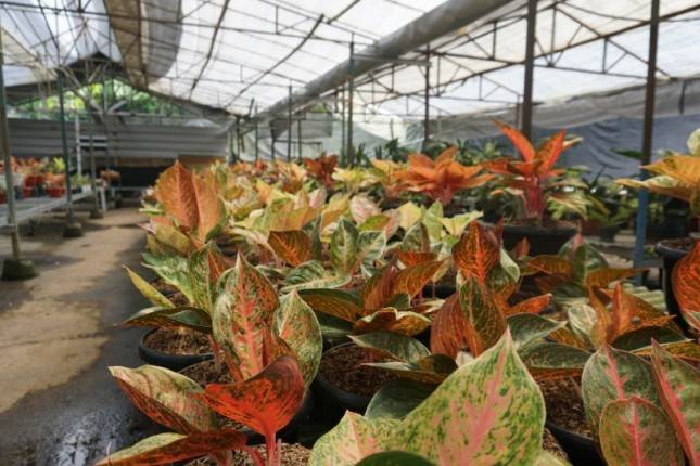 Mentan SYL Optimis Florikultura Indonesia Semakin Mendunia
