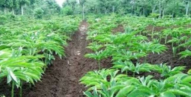 Melalui Perluasan Lahan dan Hilirisasi Industri, Pemerintah Pacu Pengembangan Tanaman Porang