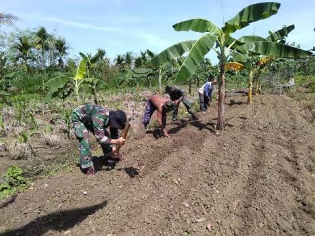 Satgas Yonif MR 413 Tingkatkan Program Ketahanan Pangan Masyarakat