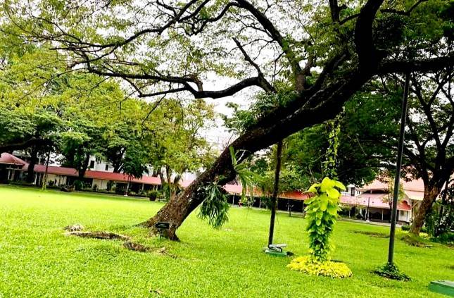 Usir Penat, Sri Mulyani Nikmati Pemandangan Pohon-pohon Tua di Istana, Netizen Puji Habis-habisan: Adem, Chemungudhh Bu..
