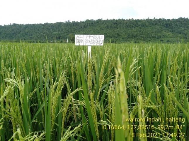 Petani Halmahera Siap  Panen Padi Unggulan Bantuan Moeldoko, Petani: Terimakasih Jenderal, Kami Siap Panen