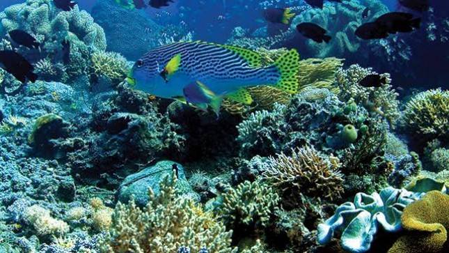 Bos-bos HIPMI Dibuat Melongo! Anak Buah Menteri KKP Ungkap Kekayaan Laut Indonesia, Nilainya Capai US$ 1.338 Miliar