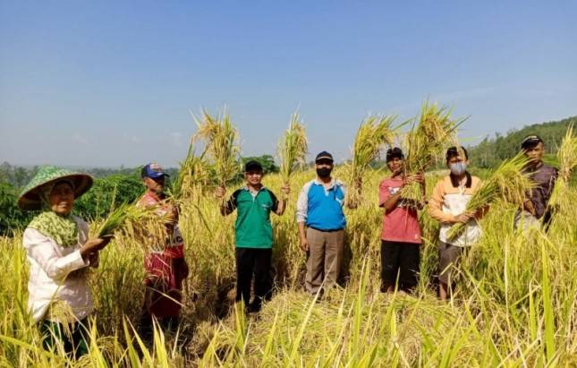 BKP Yakin PT Pertani Mampu Serap Gabah 300 Ribu Ton Saat Panen Raya