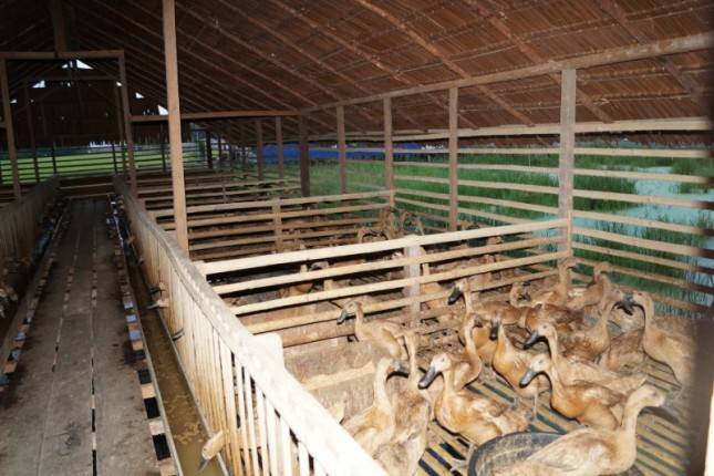 Pengembangan Itik di Kawasan Food Estate Berjalan Positif