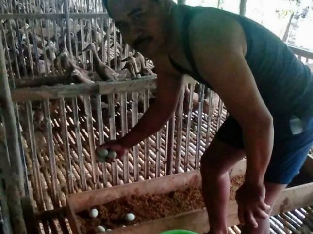 Berbasis Korporasi, Peternak Itik Food Estate Kalteng Meraih Hasil Menggembirakan